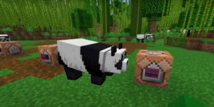 can you tame pandas in minecraft